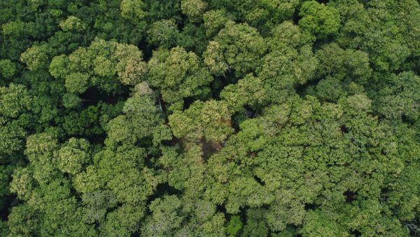 Aerial view of dense, green forest canopy with various shades of green foliage indicating the sustainable wood used for yacht decks